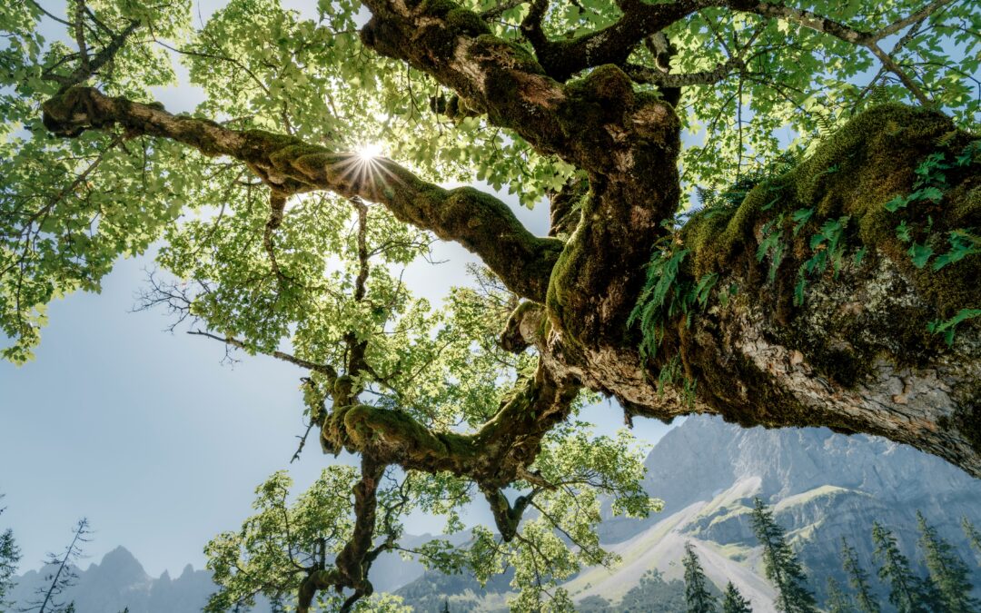 How I Work as a Therapist